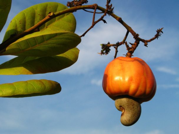 cashew fruit hanging from tree limb